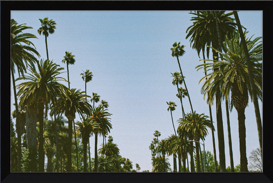Palms in the Flats
